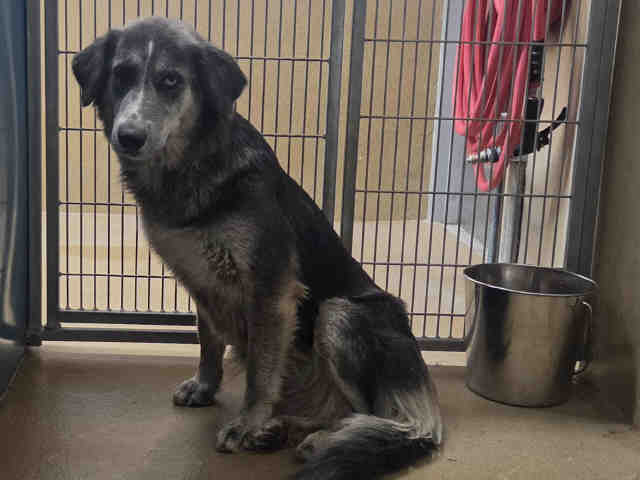 Shelter Stray Female Dog last seen N. TWIN OAKS VALLEY, 2481 Palomar Airport Rd, Carlsbad, CA 92011, USA