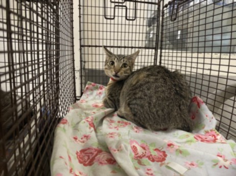 Shelter Stray Female Cat last seen , 1850 W 60th St, Los Angeles, CA 90047, USA