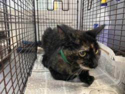 Shelter Stray Female Cat last seen , 1850 W 60th St, Los Angeles, CA 90047, USA