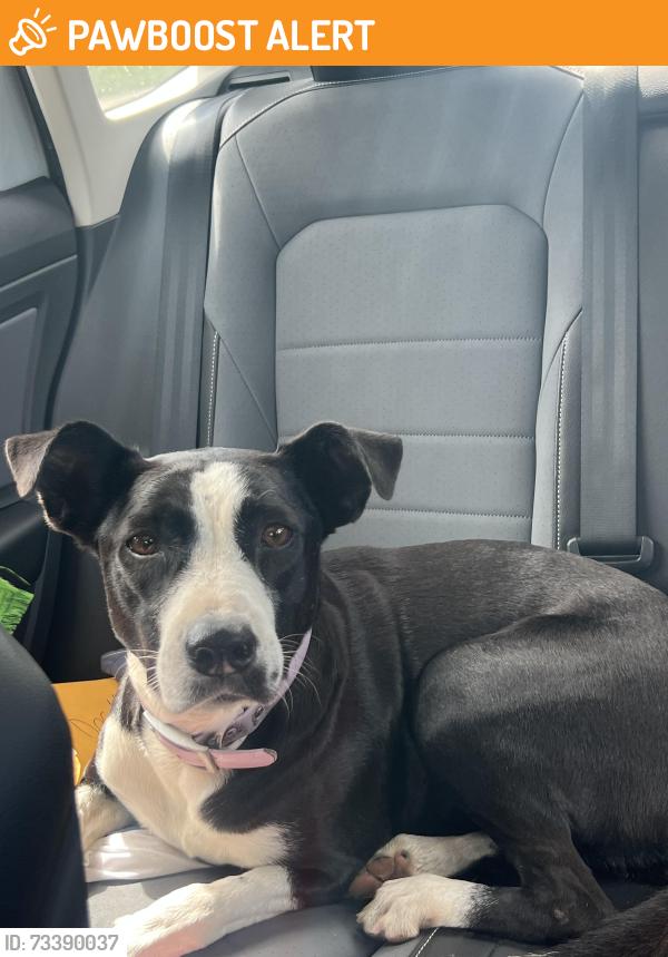 Found/Stray Female Dog last seen Near st 127 ave, Miami-Dade County, FL 33177