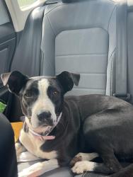Found/Stray Female Dog last seen Near st 127 ave, Miami-Dade County, FL 33177