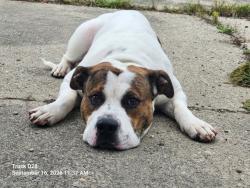 Shelter Stray Male Dog last seen Near BLOCK HOOVER ST, DETROIT, MI 48205, 7401 Chrysler Dr, Detroit, MI 48211, USA