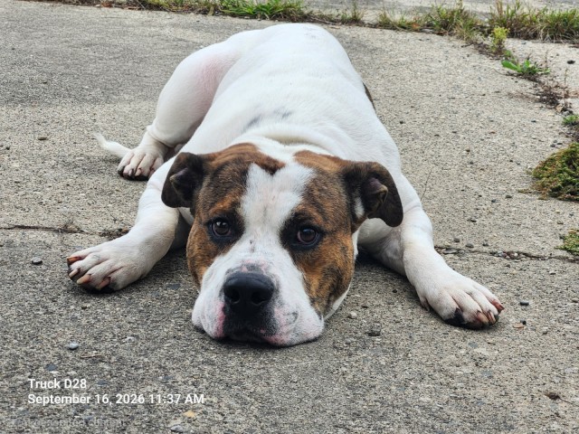 Shelter Stray Male Dog last seen Near BLOCK HOOVER ST, DETROIT, MI 48205, 7401 Chrysler Dr, Detroit, MI 48211, USA