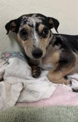 Shelter Stray Female Dog last seen Near BLOCK FRUITVALE AVE, BAKERSFIELD KERN COUNTY CA 93308, 3951 Fruitvale Ave, Bakersfield, CA 93308, USA