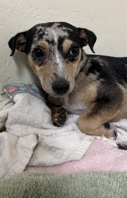 Shelter Stray Female Dog last seen Near BLOCK FRUITVALE AVE, BAKERSFIELD KERN COUNTY CA 93308, 3951 Fruitvale Ave, Bakersfield, CA 93308, USA