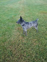 Found/Stray Male Dog last seen Akers and Walnut. Sunset Park, Visalia, CA 93277