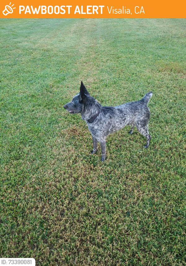 Found/Stray Male Dog last seen Akers and Walnut. Sunset Park, Visalia, CA 93277