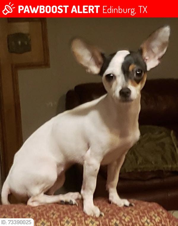 Lost Female Dog last seen N. 281 flying J area, Edinburg, TX 78542