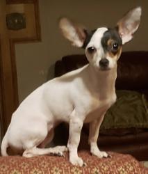 Lost Female Dog last seen N. 281 flying J area, Edinburg, TX 78542