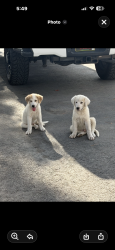 Found/Stray Female Dog last seen 64th, Odessa, TX 79764