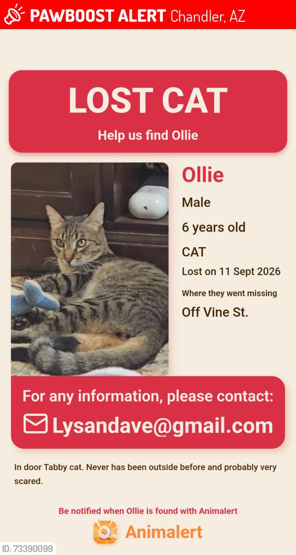 Lost Male Cat last seen Chandler Blvd & Alma School, Chandler, AZ 85225