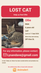 Lost Male Cat last seen Chandler Blvd & Alma School, Chandler, AZ 85225