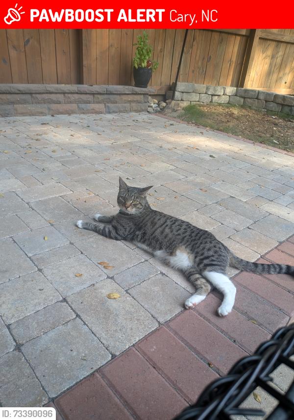 Lost Female Cat last seen Cary Pkwy and Huntsmoor Ln (near Fresh Market or Bond Park), Cary, NC 27513