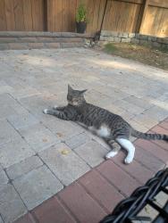 Lost Female Cat last seen Cary Pkwy and Huntsmoor Ln (near Fresh Market or Bond Park), Cary, NC 27513