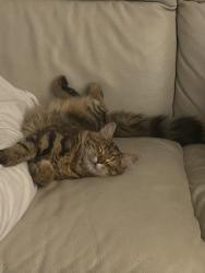 Lost Female Cat last seen Stewards Road, Wardhust Road. Patmore Coop, Nine Elms, England SW8 4LA