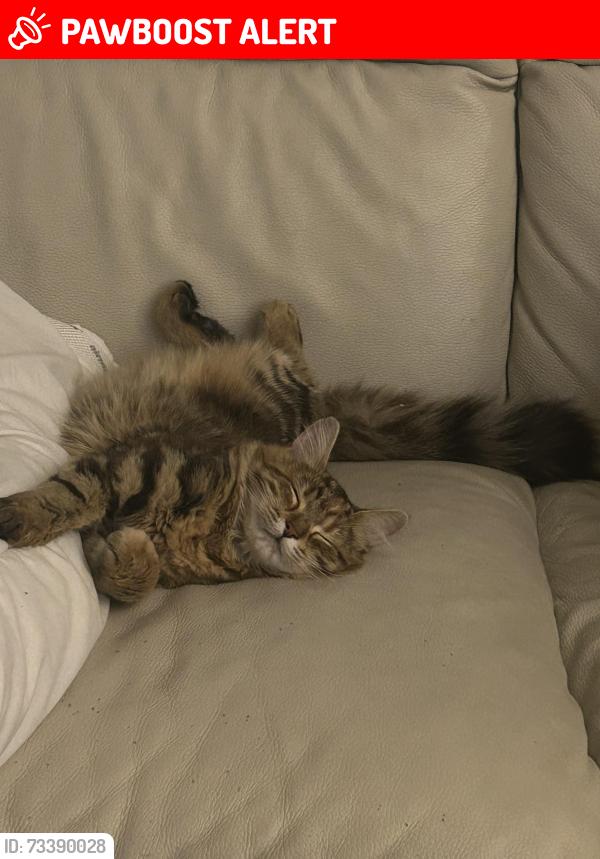 Lost Female Cat last seen Stewards Road, Wardhust Road. Patmore Coop, Nine Elms, England SW8 4LA