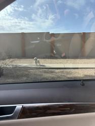 Found/Stray Unknown Dog last seen South side of Union hills 20th street, Phoenix, AZ 85022
