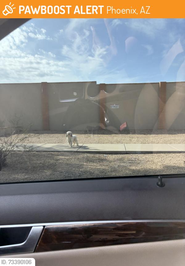 Found/Stray Unknown Dog last seen South side of Union hills 20th street, Phoenix, AZ 85022