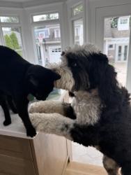 Reunited Male Cat last seen Near Trenton Blvd. Sea Girt., Sea Girt, NJ 08750