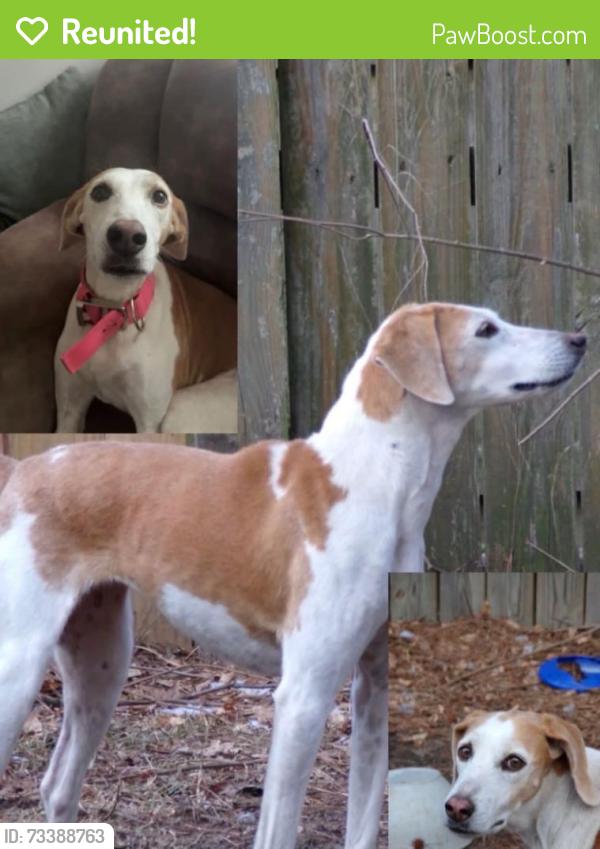 Reunited Female Dog last seen old cherry point road., New Bern, NC 28560