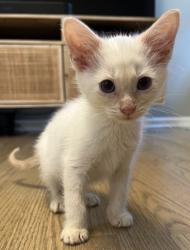 Shelter Stray Male Cat last seen Near Lavista Road, Atlanta, GA, 30329, 30329, GA, 3280 Chamblee Dunwoody Rd, Chamblee, GA 30341, USA