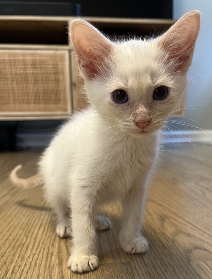 Shelter Stray Male Cat last seen Near Lavista Road, Atlanta, GA, 30329, 30329, GA, 3280 Chamblee Dunwoody Rd, Chamblee, GA 30341, USA