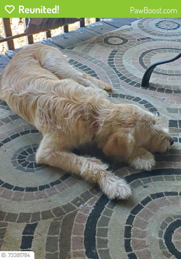 Reunited Female Dog last seen Dean Mill Road Talking Rock, GA, Pickens County, GA 30175
