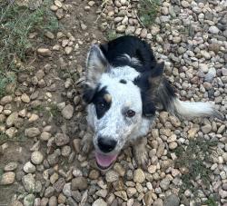 Found/Stray Female Dog last seen Arrowhead and Pawnee Drive, Weld County, CO 80634