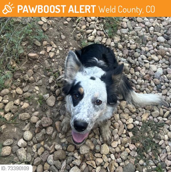 Found/Stray Female Dog last seen Arrowhead and Pawnee Drive, Weld County, CO 80634