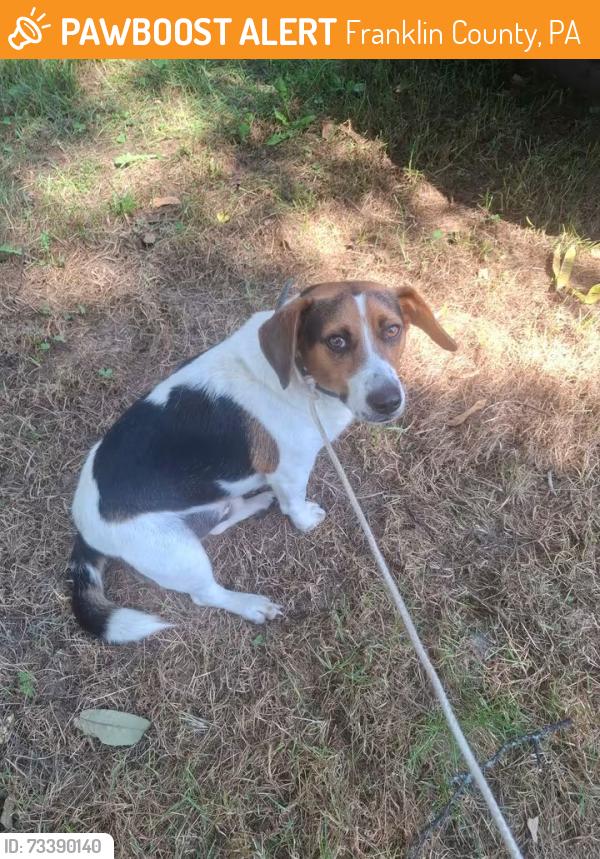 Found/Stray Male Dog last seen Hades Church Rd Chambersburg PA, Franklin County, PA 17202