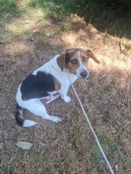 Found/Stray Male Dog last seen Hades Church Rd Chambersburg PA, Franklin County, PA 17202