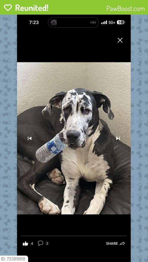Reunited Female Dog last seen University prep school on Seneca and amethyst, Victorville, CA 92394