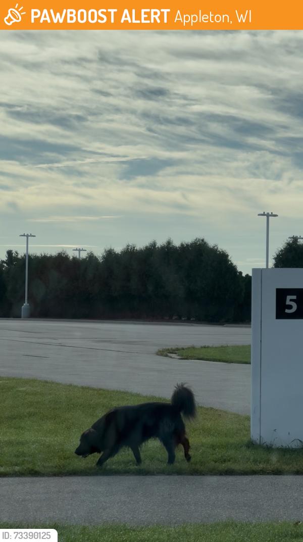 Found/Stray Male Dog last seen In thrivent financial property, closer to the Meade Street side, Appleton, WI 54919