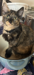 Lost Female Cat last seen Near McDonnell ave gulf coast cndmniums, Biloxi, MS 39531