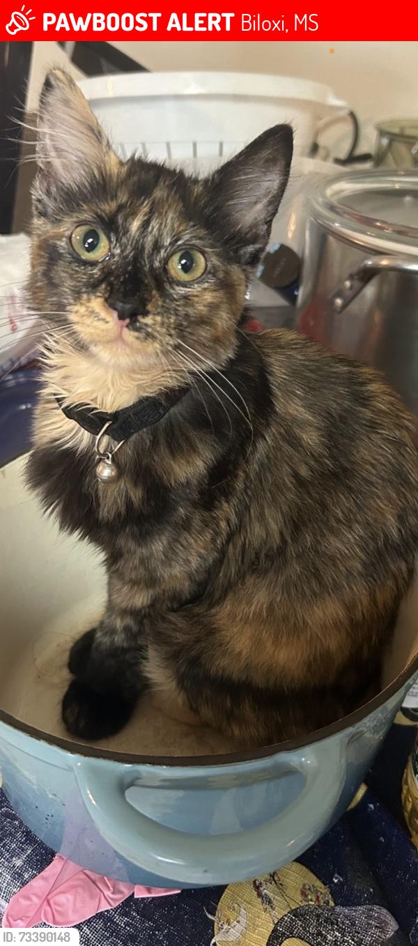 Lost Female Cat last seen Near McDonnell ave gulf coast cndmniums, Biloxi, MS 39531