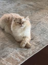 Lost Male Cat last seen Winston Churchill/ eglinton, Mississauga, ON L5M 0P9