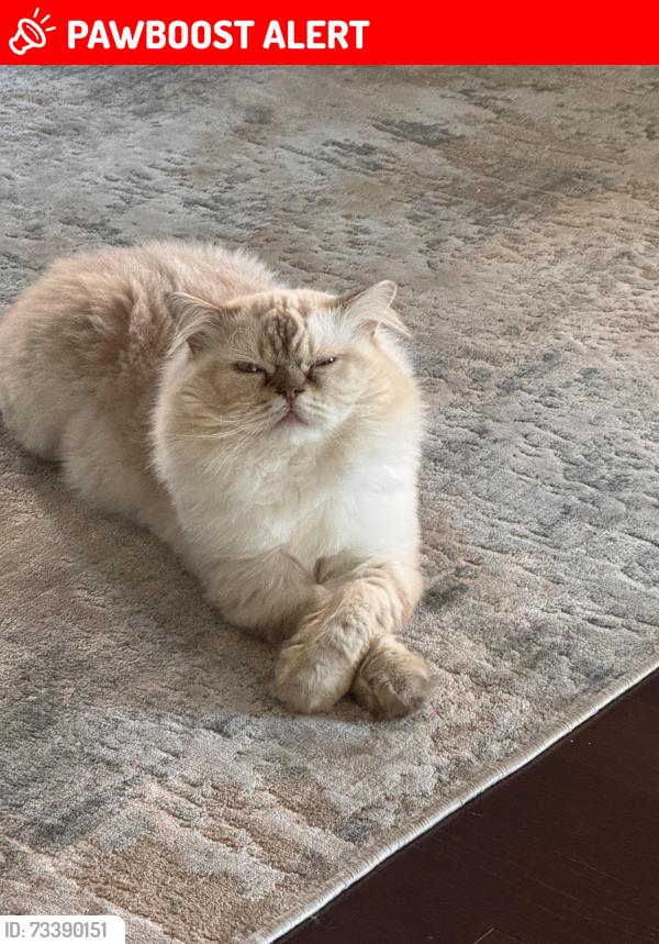 Lost Male Cat last seen Winston Churchill/ eglinton, Mississauga, ON L5M 0P9