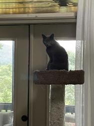 Lost Male Cat last seen Wolfcreek road, Murphy, NC 28906