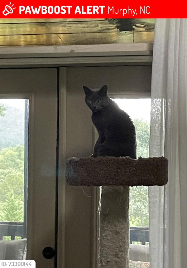 Lost Male Cat last seen Wolfcreek road, Murphy, NC 28906