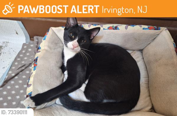 Found/Stray Male Cat last seen across the street of the wingstop, next to the crosswalk/intersection, Irvington, NJ 07111