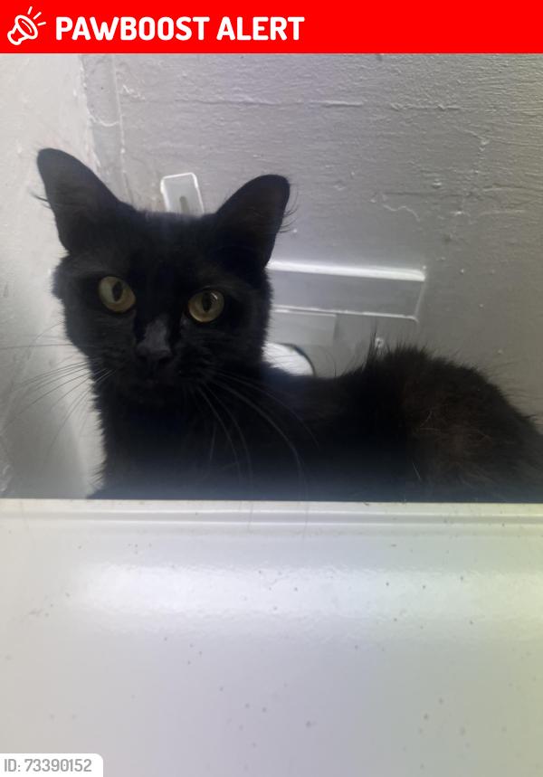 Lost Female Cat last seen Noble street, Hendon, England SR2 8LU