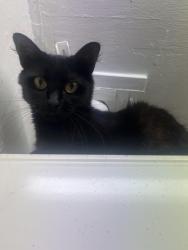 Lost Female Cat last seen Noble street, Hendon, England SR2 8LU