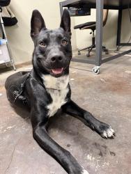 Found/Stray Male Dog last seen Off of Soto St. and Vineburn, 90042, Los Angeles, CA 90032