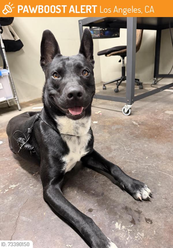 Found/Stray Male Dog last seen Off of Soto St. and Vineburn, 90042, Los Angeles, CA 90032