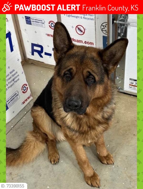 Lost Male Dog last seen Old 56 highway and Woodson, Franklin County, KS 66067