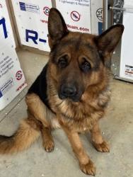 Lost Male Dog last seen Old 56 highway and Woodson, Franklin County, KS 66067