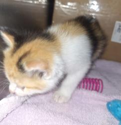 Shelter Stray Female Cat last seen Near Jackson Street, HAYWARD, CA, 94544, 8323 Baldwin St, Oakland, CA 94621, USA