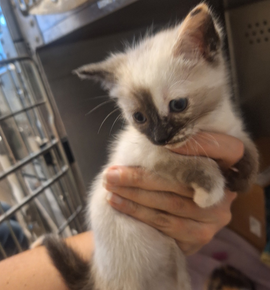 Shelter Stray Female Cat last seen Near Jackson Street, HAYWARD, CA, 94544, 8323 Baldwin St, Oakland, CA 94621, USA