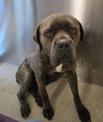 Shelter Stray Female Dog last seen Near Mitchell Road, HOLLY, MI, 48442, 1200 N Telegraph Building 42E, Pontiac, MI 48340, USA