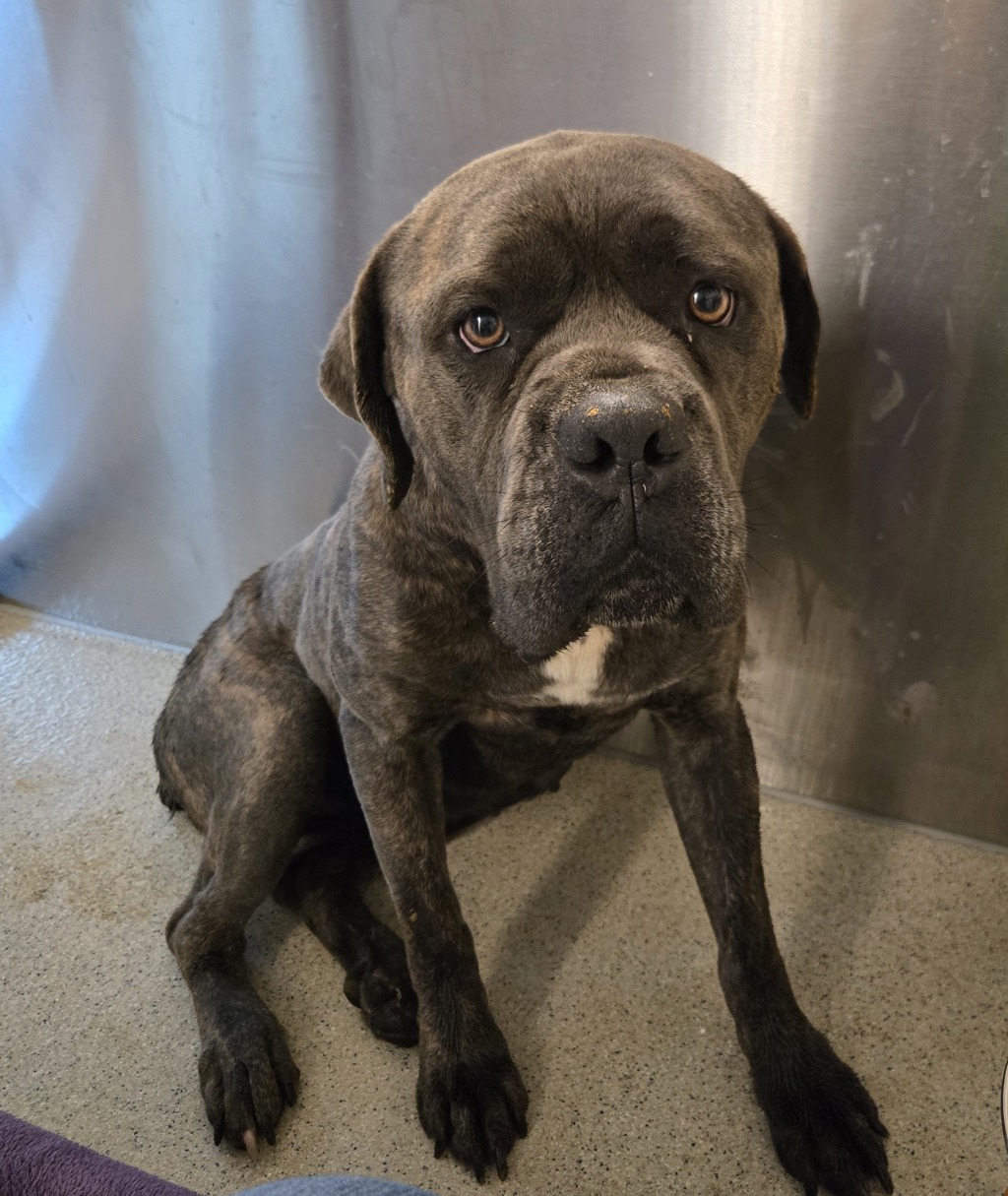 Shelter Stray Female Dog last seen Near Mitchell Road, HOLLY, MI, 48442, 1200 N Telegraph Building 42E, Pontiac, MI 48340, USA